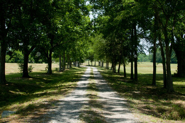 old dirt road leading through trees