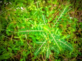 Meniran ( Phyllanthus urinaria ) is a type of plant that has a round, straight stem, the height of...