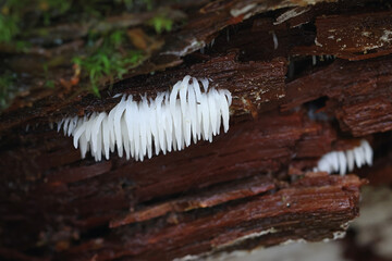 Dentipellis fragilis, resupinate tooth fungus from Finland, no common English name