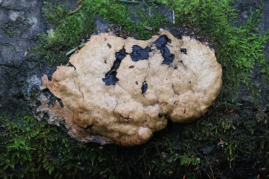 Fuligo luteonitens, slime mold from Finland, no common English name