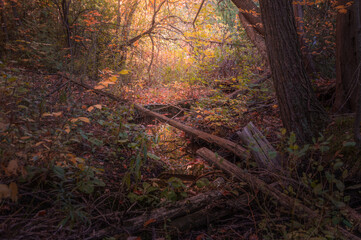 Autumn view of a small creek hidden in thick forest with green yellow red brown leaves with a log across the creek
