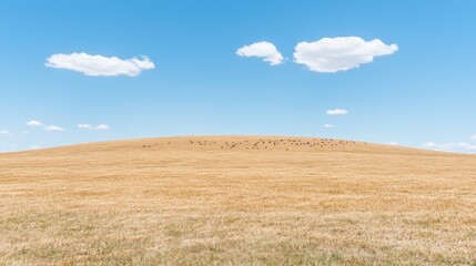 Sheep graze on a golden hill under a blue sky