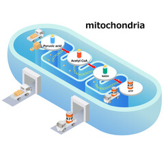 The inside of a mitochondrion