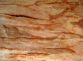 a very natural sharp wood photo from nature