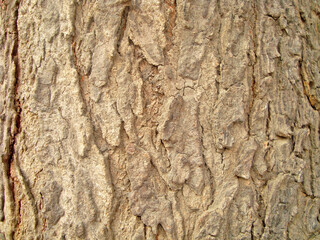 a very natural sharp wood photo from nature