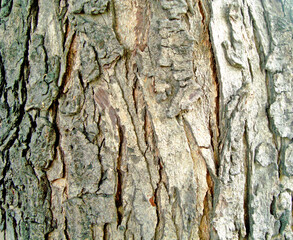 a very natural sharp wood photo from nature