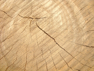 Naklejka premium a very natural sharp wood photo from nature
