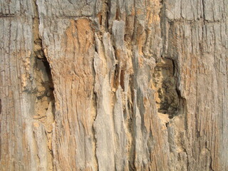 a very natural sharp wood photo from nature