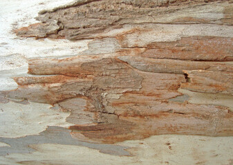 a very natural sharp wood photo from nature