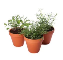 Aromatic herbs in pots isolated on white