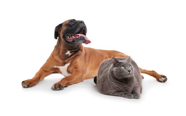 Cute dog and cat lying on white background