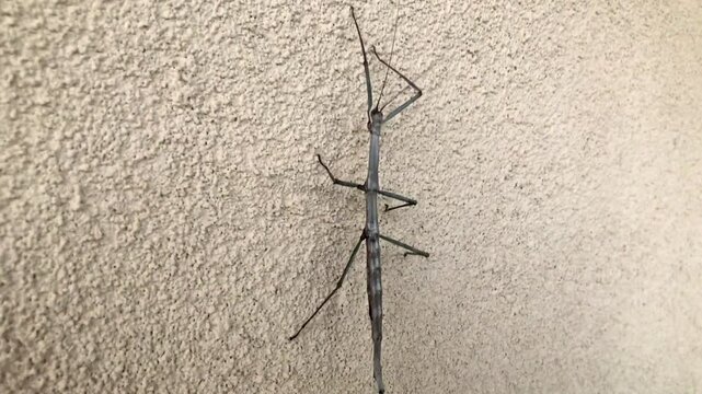 Diapheromeridae Walking Stick Bug Crawling On Wall