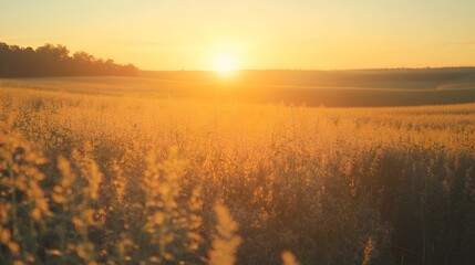 Golden Sunrise Over a Field of Tall Grass