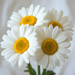 Closeup of Four White Daisies with Yellow Centers - Realistic Flower Image