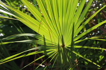 Backlit tropical plant leaves with sunlight shining through