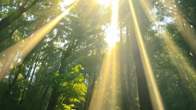 Sunlight streaming through trees in a forest, creating beams of light and a serene, peaceful atmosphere. Nature concept