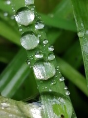 水玉