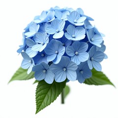The hydrangea, a beautiful and delicate flower, is a popular choice for gardens and floral arrangements