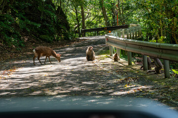 屋久島の西部林道のヤクシカとヤクシマザル