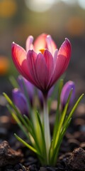 Fototapeta premium The vibrant purple crocus blooms in early spring, its petals swaying gently in the breeze