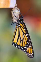 Colorful monarch butterfly clinging to it's chrysalis.