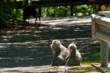 屋久島の西部林道のヤクシマザル