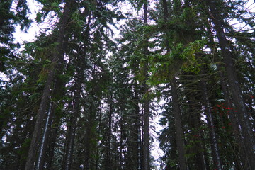 Spruce Picea is a coniferous evergreen tree of the Pine family Pinaceae. Evergreen trees. Common spruce, or Norway spruce Picea abies is widespread in northern Europe. Snowy winter coniferous forest