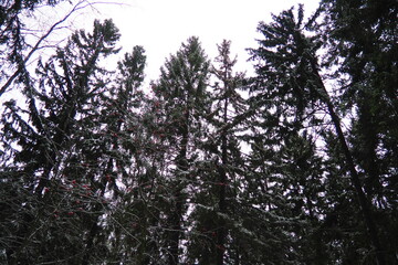 Spruce Picea is a coniferous evergreen tree of the Pine family Pinaceae. Evergreen trees. Common spruce, or Norway spruce Picea abies is widespread in northern Europe. Snowy winter coniferous forest