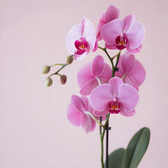 Pink Orchid Phalaenopsis Flower Blossom Image Botanical Illustration