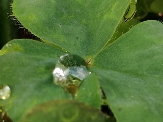 水玉