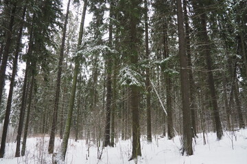 Spruce Picea is a coniferous evergreen tree of the Pine family Pinaceae. Evergreen trees. Common spruce, or Norway spruce Picea abies is widespread in northern Europe. Snowy winter coniferous forest