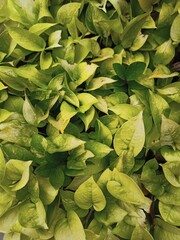 Fototapeta premium Green plant with vibrant leaves in natural outdoor setting
