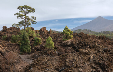 Rugged volcanic landscape with scattered pine trees, jagged lava formations, and a towering...