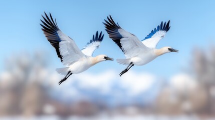 Obraz premium Two white cranes fly over snowy mountains