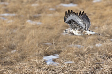 Rough Legged Hawk in the Rocky Mountains