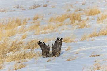Rough Legged Hawk Diving For Prey