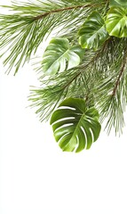 Fototapeta premium Tropical monstera and pine leaves border on white background for design