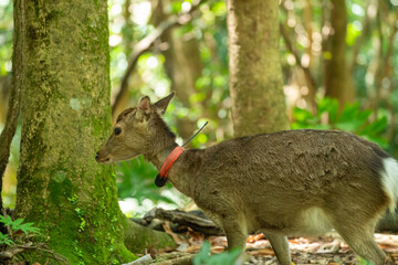 屋久島の西部林道のヤクシカ