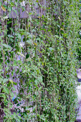 A cascading green vine growing on the side of a modern white building