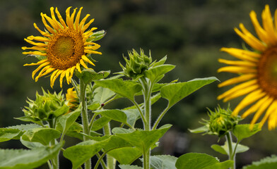 sunflower in bloom with several buds still awakening and another sunflower in bloom blurred and in half on a green background with a red ladybug

