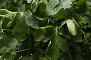 Fresh parsley leaves as background, closeup view