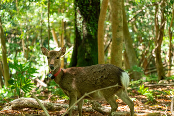 屋久島の西部林道のヤクシカ