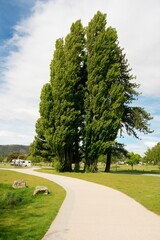 Majestic Populus Nigra Trees at the Shore of Lake Wanaka