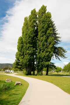 Majestic Populus Nigra Trees at the Shore of Lake Wanaka