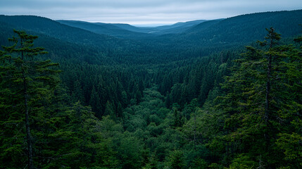 Fototapeta premium Mountainous forest valley at dusk, nature background