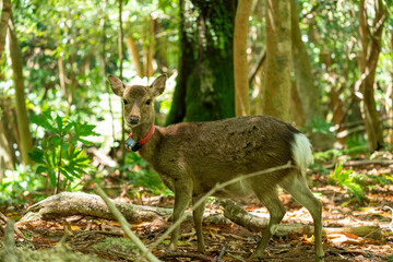 屋久島の西部林道のヤクシカ