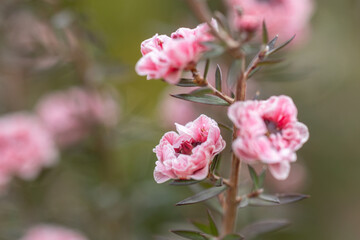 Fototapeta premium manuka honey flower