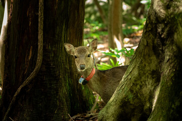 屋久島の西部林道のヤクシカ