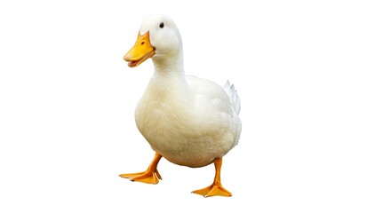 Obraz premium Adorable White Domestic Duckling Isolated on White Background Farm Animal Poultry