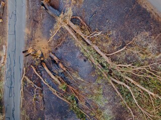 Aerial view of felled trees after a wildfire. Debris covers the ground and road. Cleanup in progress. , Healdsburg, California, USA